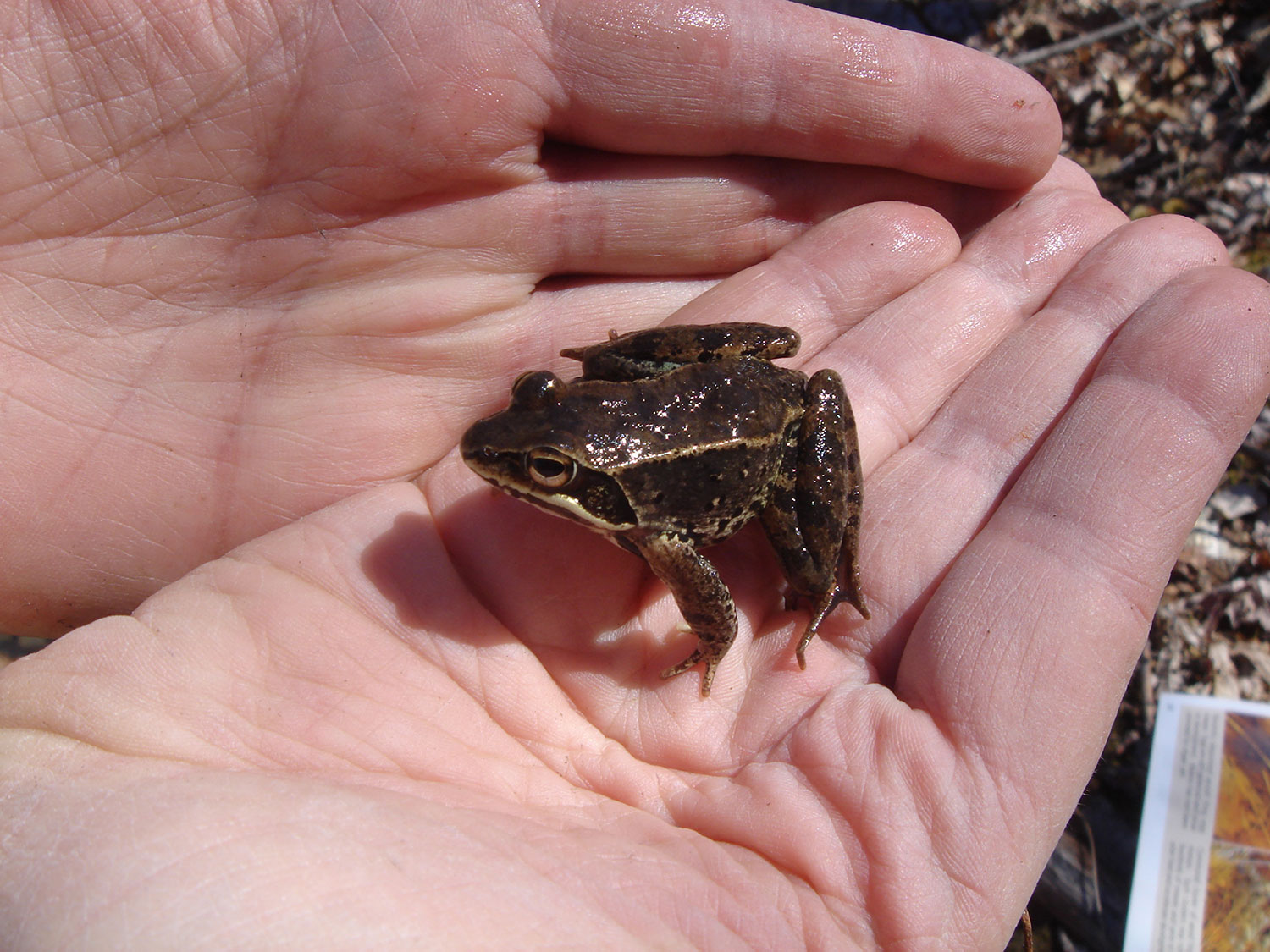 wood-frog,-vernal-pool-identification,-April-2007
